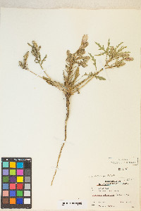 Oenothera deltoides image