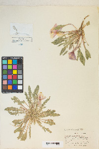 Oenothera deltoides image