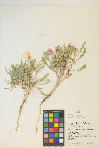 Oenothera deltoides subsp. piperi image