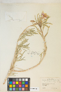 Oenothera deltoides image