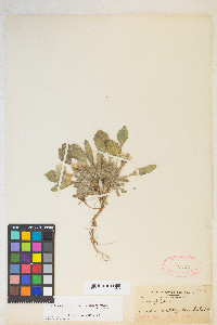 Oenothera deltoides image