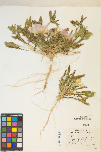 Oenothera deltoides subsp. piperi image