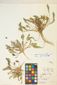 Oenothera deltoides image