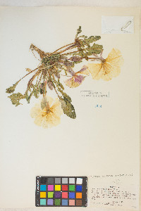 Oenothera deltoides image