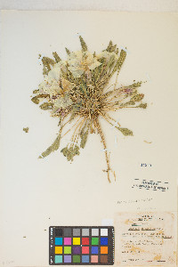 Oenothera deltoides image