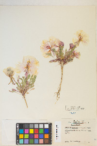 Oenothera deltoides subsp. piperi image