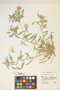 Oenothera deltoides image