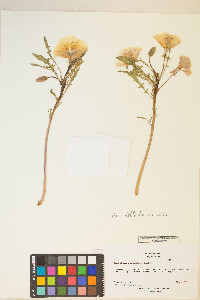 Oenothera deltoides image