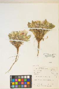 Oenothera deltoides image