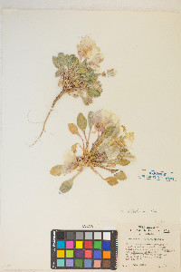 Oenothera deltoides image