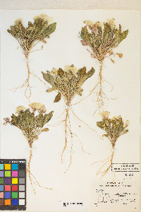 Oenothera deltoides image