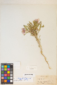 Oenothera deltoides subsp. piperi image