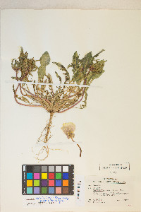 Oenothera deltoides subsp. piperi image