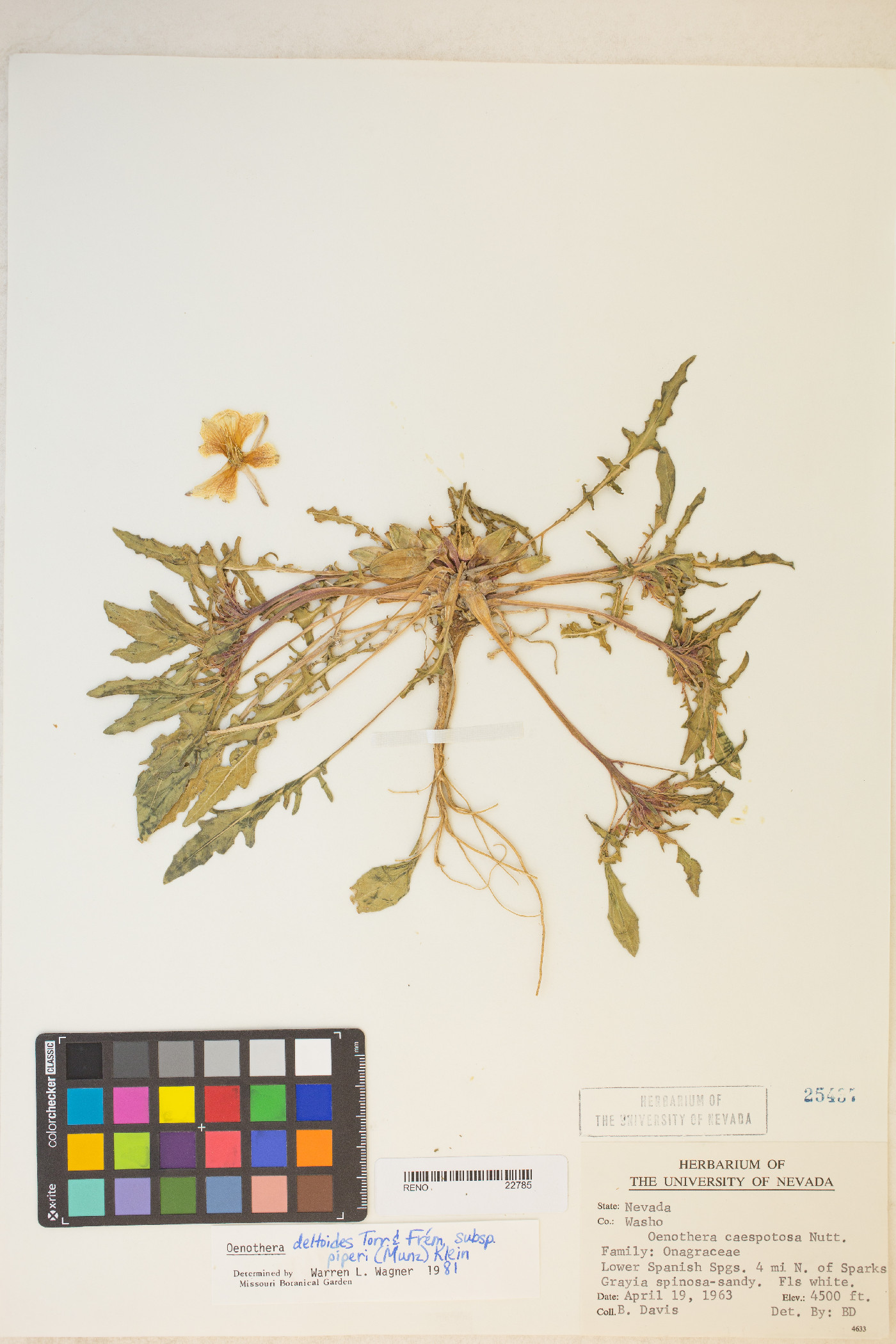 Oenothera deltoides subsp. piperi image