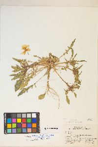 Oenothera deltoides image