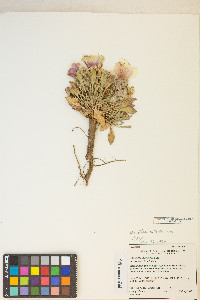 Oenothera deltoides image