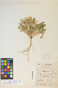 Oenothera deltoides image