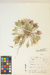 Oenothera deltoides image