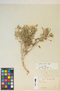 Oenothera deltoides image