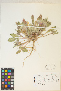 Oenothera deltoides image