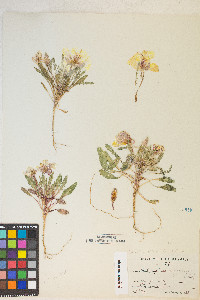 Oenothera deltoides subsp. piperi image