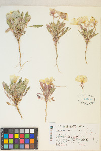 Oenothera deltoides image