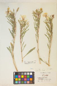 Oenothera deltoides image