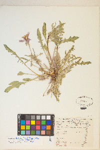 Oenothera deltoides image