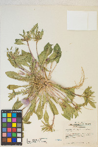 Oenothera deltoides image