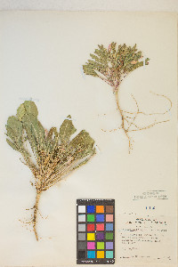 Oenothera deltoides subsp. piperi image