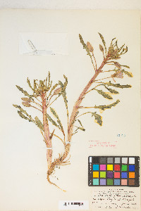 Oenothera deltoides image