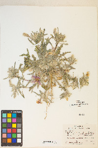 Oenothera deltoides image