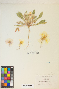 Oenothera deltoides image