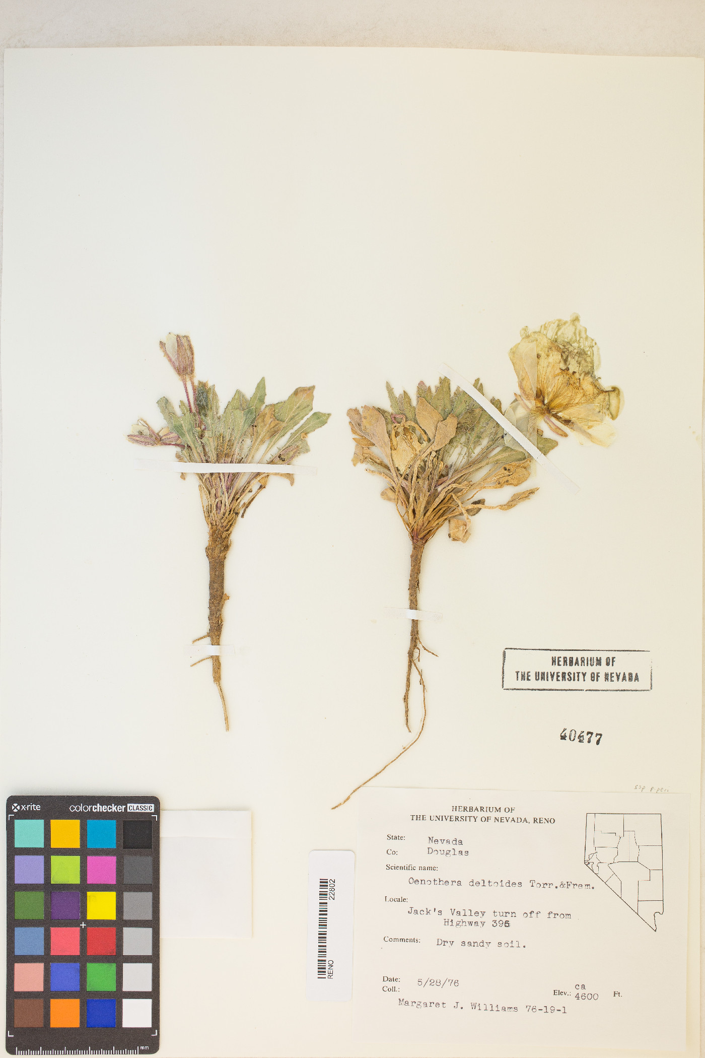 Oenothera deltoides subsp. piperi image