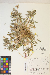 Oenothera deltoides image