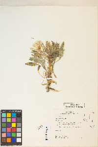 Oenothera deltoides image