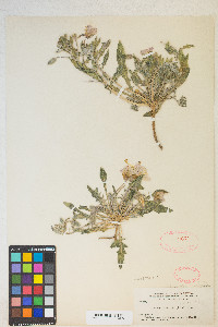 Oenothera deltoides image