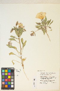 Oenothera deltoides image