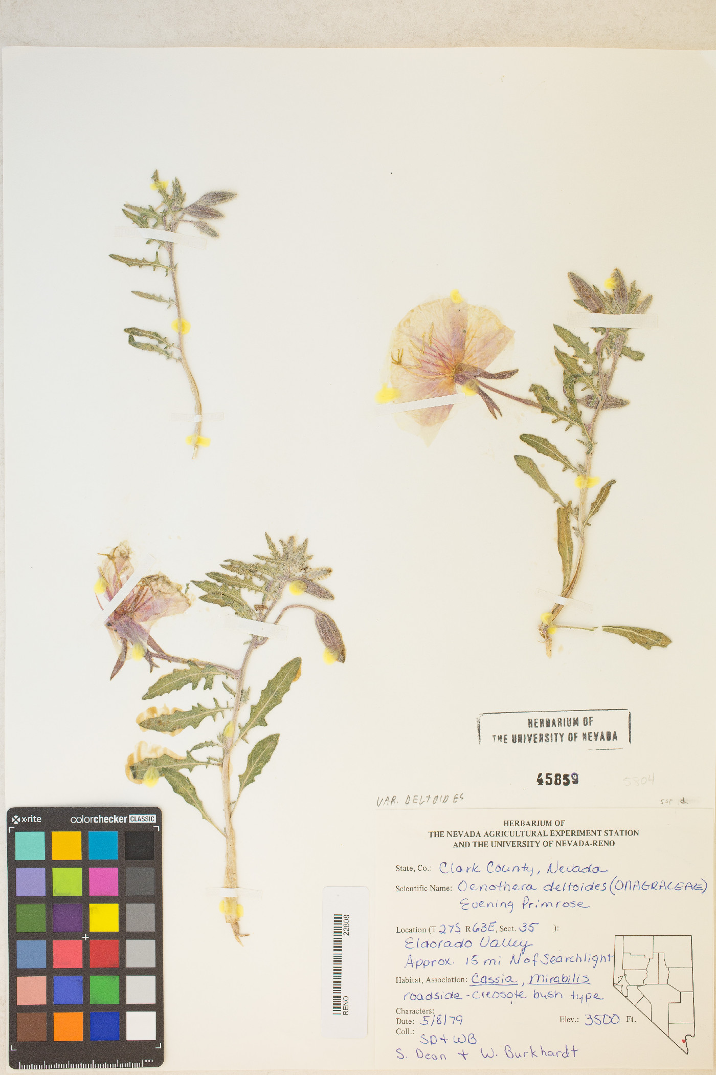 Oenothera deltoides subsp. deltoides image