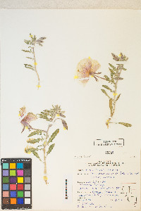 Oenothera deltoides subsp. deltoides image