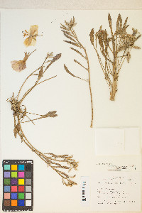 Oenothera deltoides image