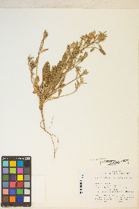 Oenothera deltoides subsp. deltoides image