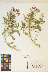 Oenothera deltoides image