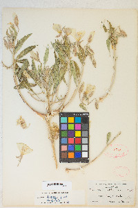 Oenothera deltoides image