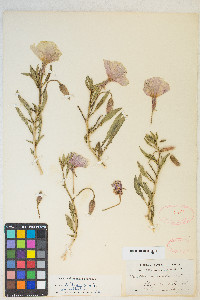 Oenothera deltoides subsp. deltoides image