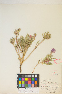 Oenothera deltoides image