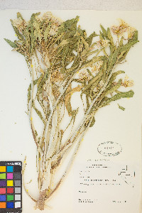 Oenothera deltoides subsp. ambigua image