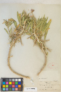 Oenothera deltoides subsp. ambigua image