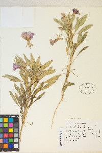 Oenothera deltoides subsp. ambigua image