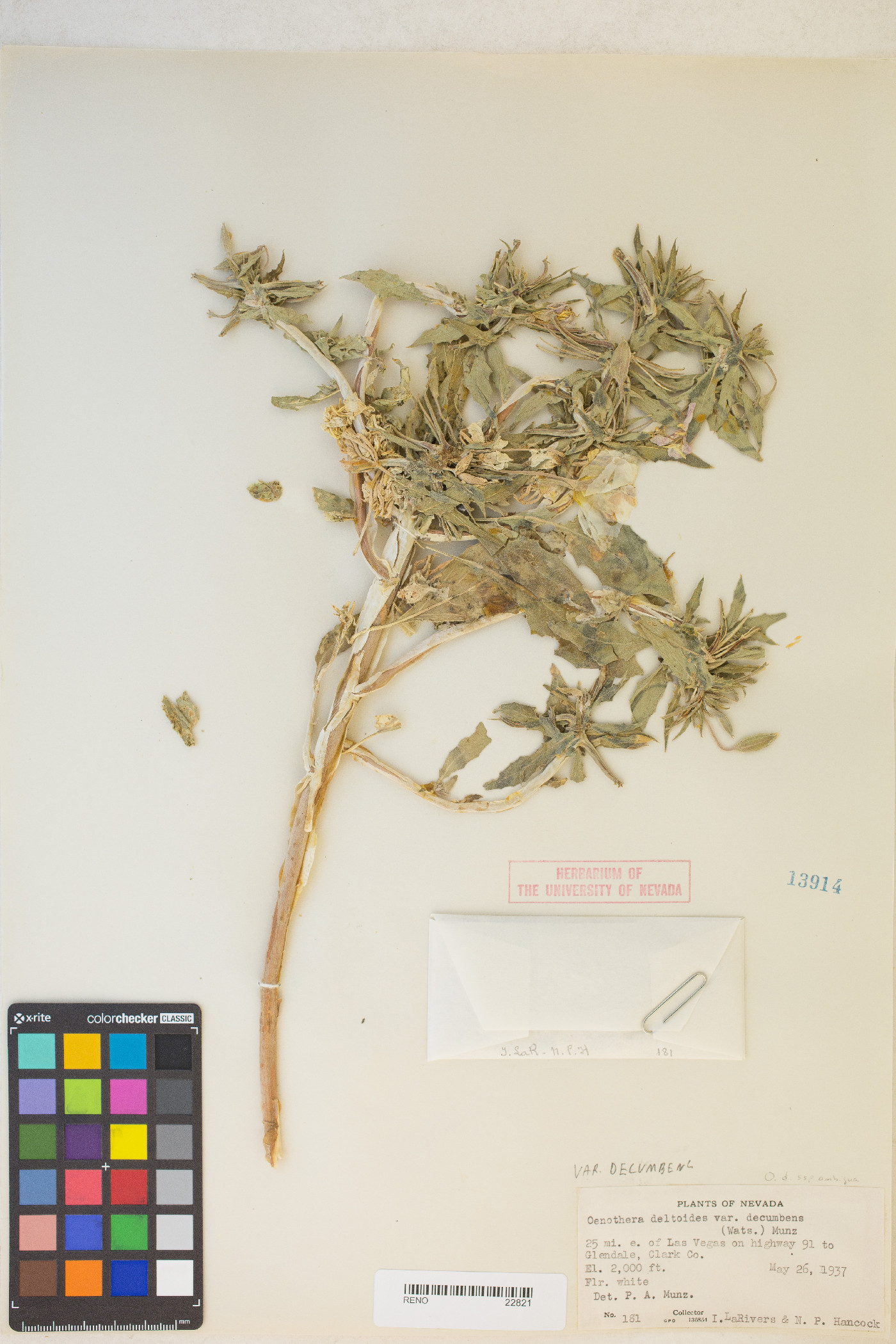 Oenothera deltoides subsp. ambigua image